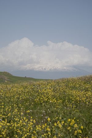 Flowers, fields and the Etna volcano