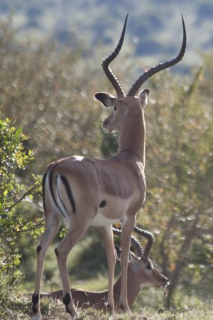 Gerenuk