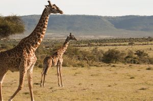 Maasai Mara giraffes