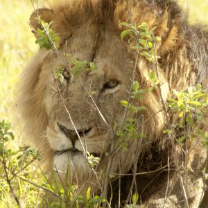 Maasai Mara lion