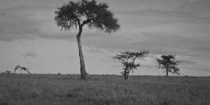 Maasai Mara