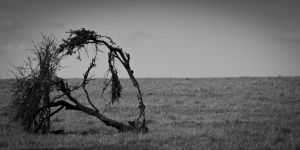 Maasai Mara