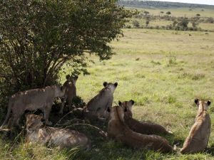 Looking for a target at Maasai Mara