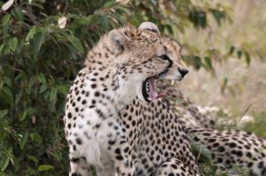 Maasai Mara cheetah