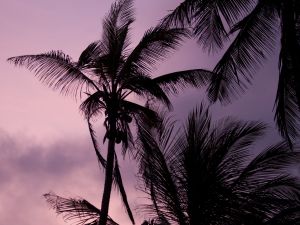 Palm tree twilight