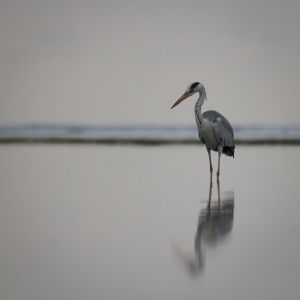 Grey Heron