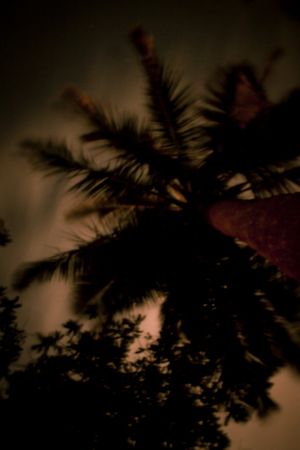 Dark palm tree