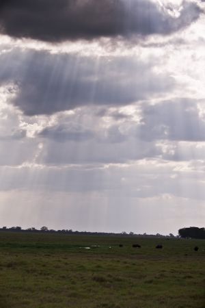 Amboseli contrasts 