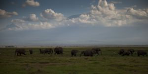 Amboseli beauty