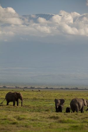 Elephants and Kilimanjaro