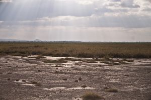 Arid Amboseli