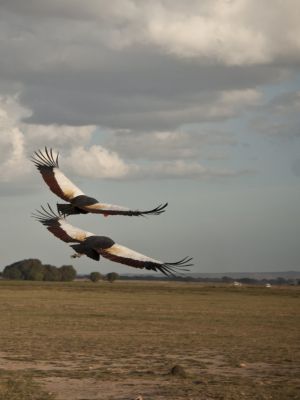 Crowned crane