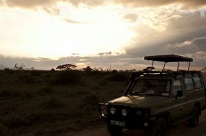 Sunrise safari