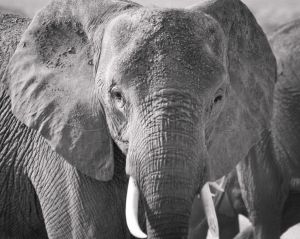 Amboseli elephant