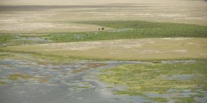 Amboseli swamps